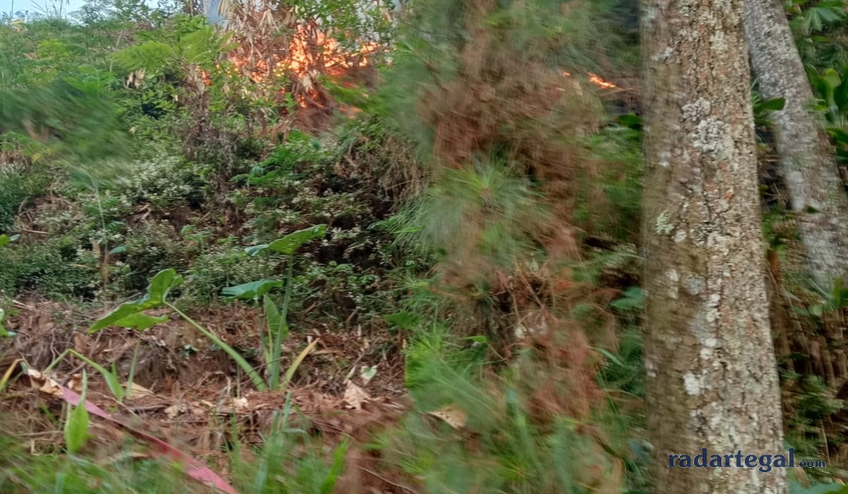 Hutan Pinus Guci Tegal Terbakar, Asap Hitam Kepung Permukiman Warga