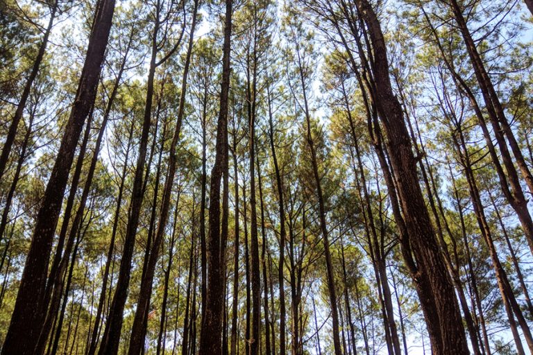Hutan Lindung Guci Ditertibkan, Penggarap Diminta Pindah dan Ditawari Bibit Kopi
