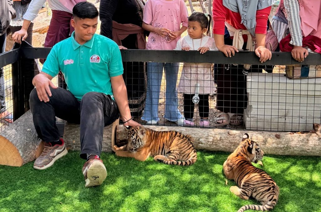 Tiga Anak Harimau Benggala Jadi Daya Tarik Baru Semarang Zoo