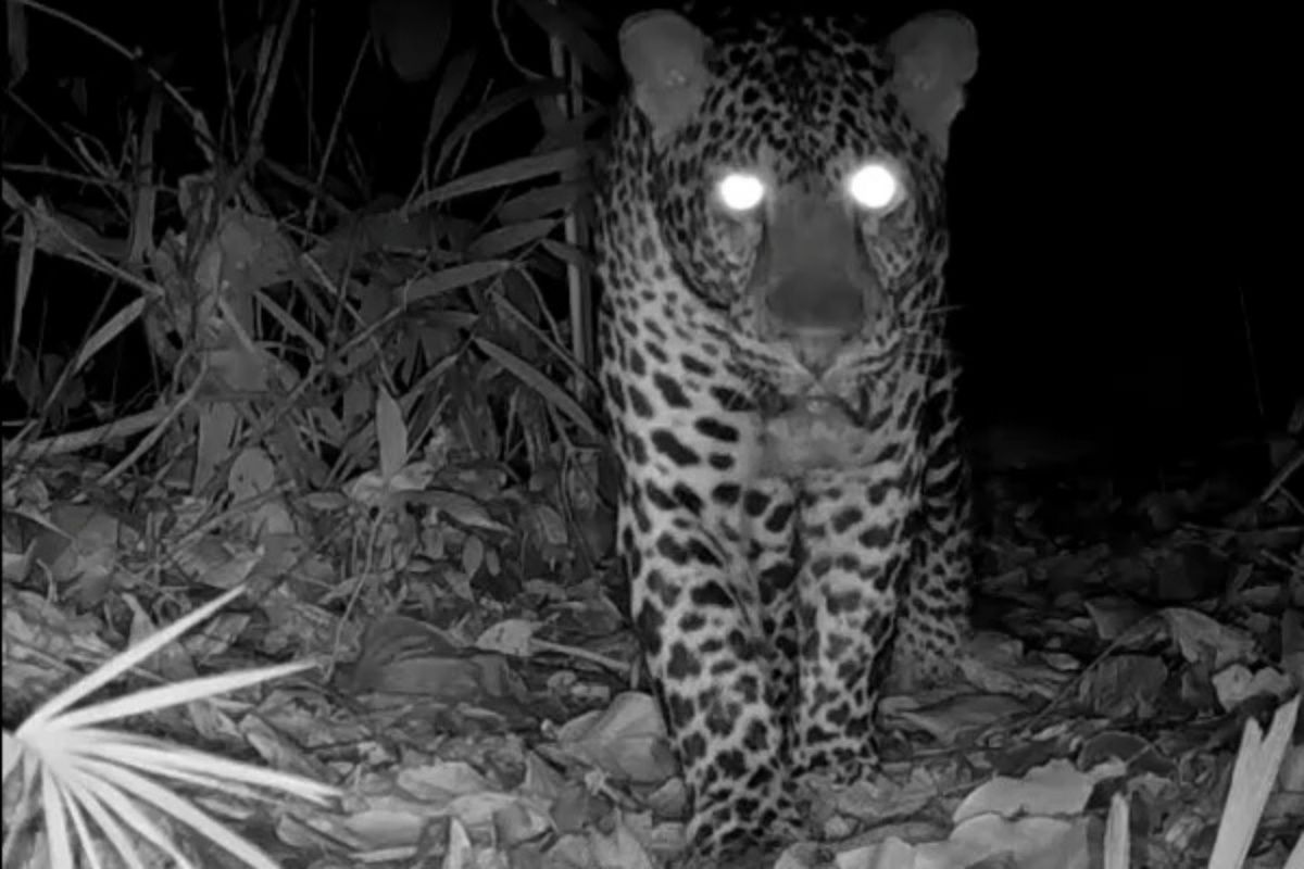 Macan Tutul Jawa Terekam Kamera Jebak di Nusakambangan