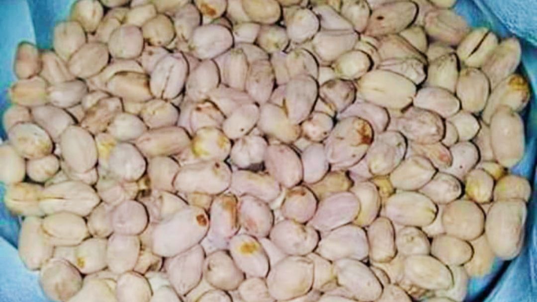 Kacang Bogares, Jajanan Khas Tegal