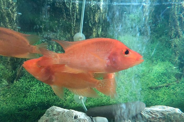 Ikan Red Devil atau Ikan Iblis Merah