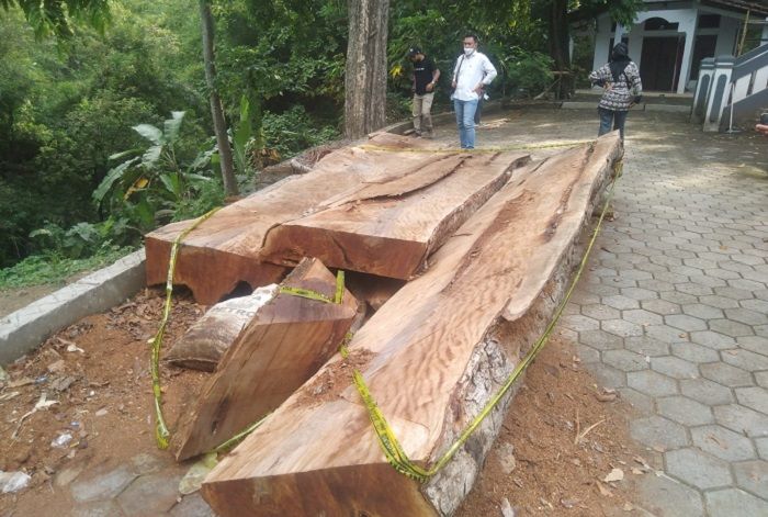 Pohon besar di area  Makam Mbah Semedo